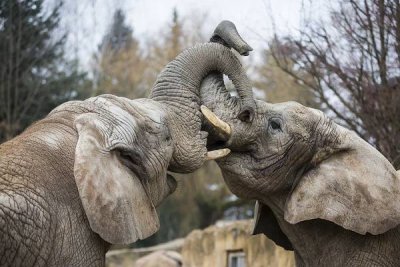 Zoo Dvůr Králové nad Labem